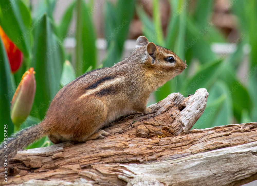 Chipmunk from the look out at the top of a hollow log Chipmunk from the look out at the top of a hollow log