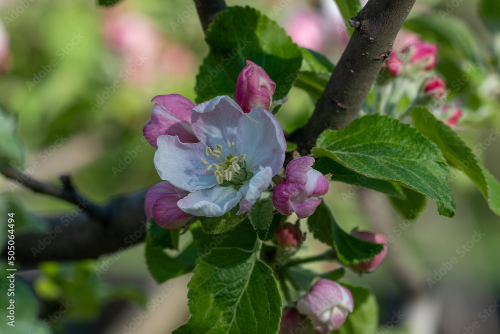 Blooming apple and pear trees. Soft focus. Spring colors and scents of nature. Blooming apple and pear trees. Soft focus. Spring colors and scents of nature.