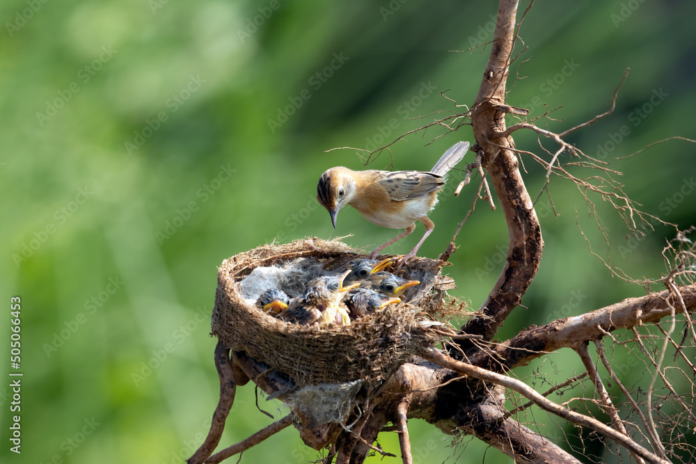 Obraz premium Cisticola exilis bird feeding its chicks in a cage, Baby Cisticola exilis bird waiting for food from its mother
