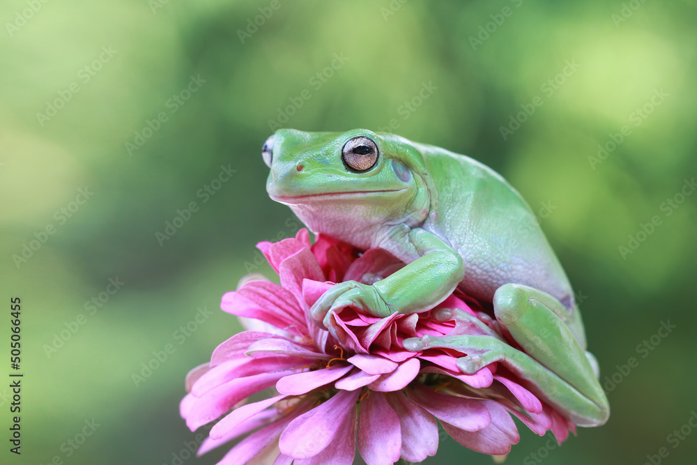 Naklejka premium Dumpy frog 