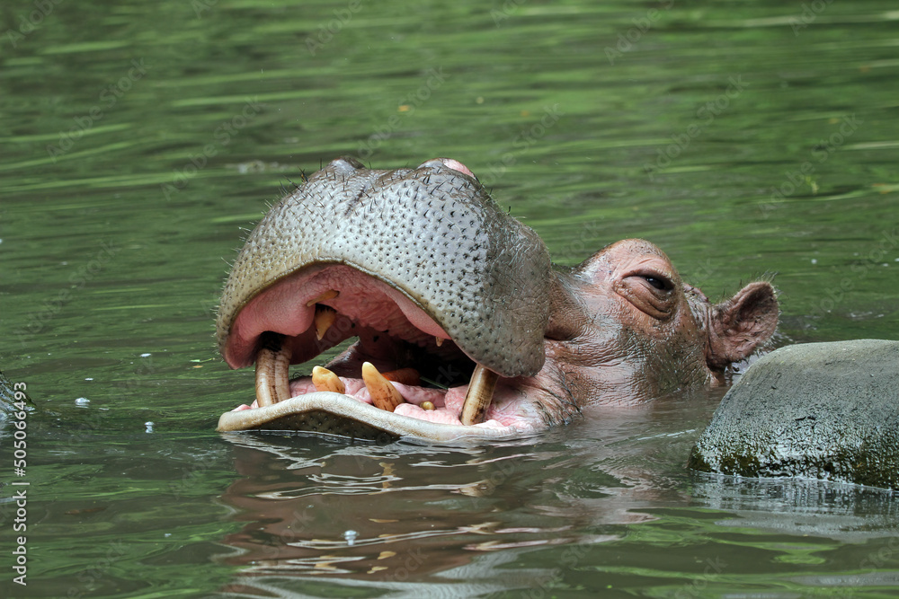 Fototapeta premium The head of a hippo is waiting for food in the river