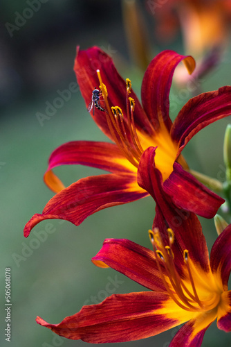 Red and Yellow Lily, FIre Lily, Bee on Flower