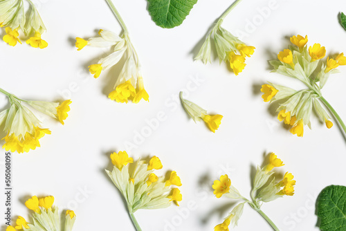 Floral flat lay with spring primroses flowers and green leaves, close up Primula veris blossoming wildflower, botanical pattern on white background, spring season nature still life, field plant © yrabota