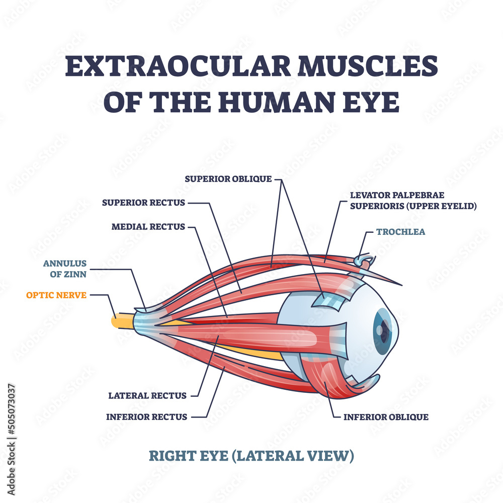 Extraocular muscles of human eye with muscular anatomy outline diagram