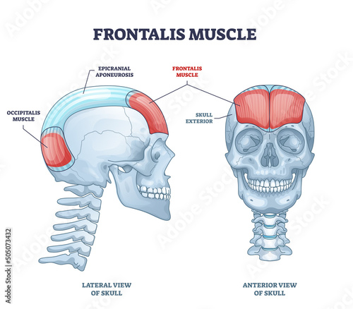 Frontalis muscle with human head facial muscular system outline diagram. Labeled educational medical scheme with anatomical skull epicranial aponeurosis and occipitalis location vector illustration. photo