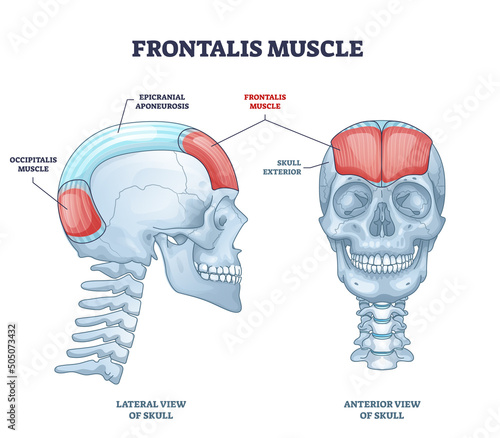 Frontalis muscle with human head facial muscular system outline diagram. Labeled educational medical scheme with anatomical skull epicranial aponeurosis and occipitalis location vector illustration.