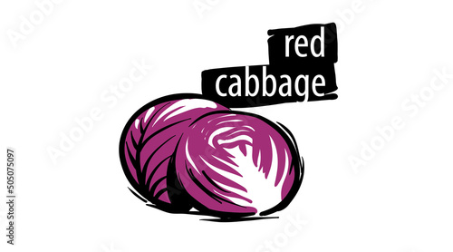 Foto Drawn red cabbage isolated on a white background