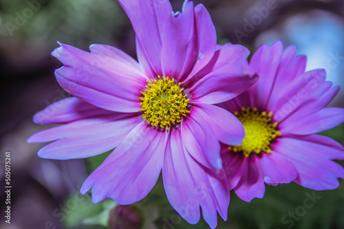 Garden Cosmos . Pale pink . Two blooms .   Overhead view