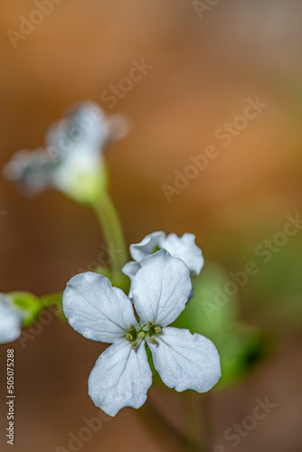 Cardamine trifolia flower in mountains photo