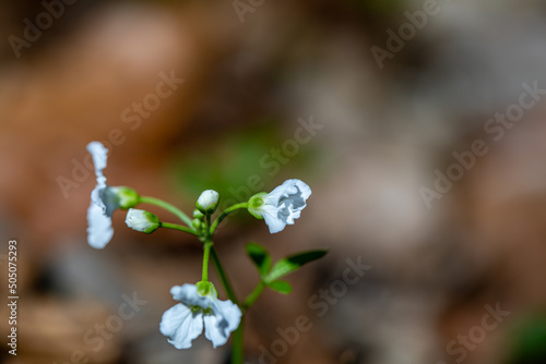 Cardamine trifolia flower growing in mountains, macro photo