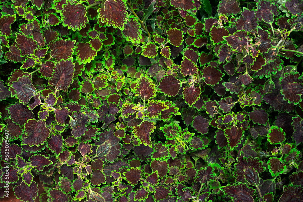 Beautiful leaves pattern for nature Background. Beautiful leaves pattern for nature Background.