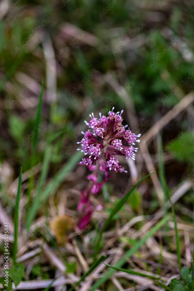 Petasites hybridus flower in meadow, close up shoot Petasites hybridus flower in meadow, close up shoot