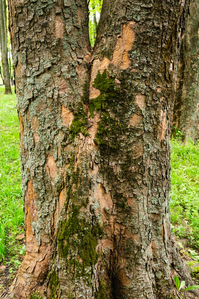 trunk of tree close-up. tree bark texture. bark with deep fissures. green moss on the bark. trunk of tree close-up. tree bark texture. bark with deep fissures. green moss on the bark.