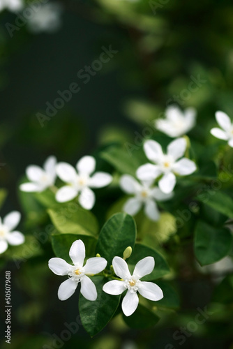 Wrightia antidysenterica Flower in the garden