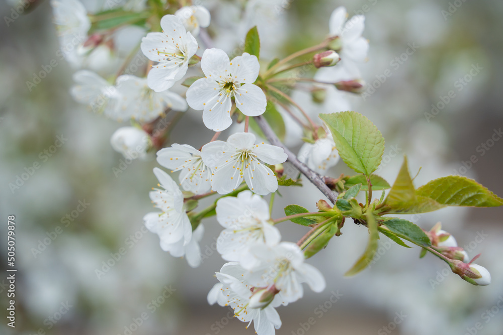 Fototapeta premium Beautiful blossoming cherry branch in the spring garden background. Soft and fantasy white and pink petals of cherry blossoms close up.