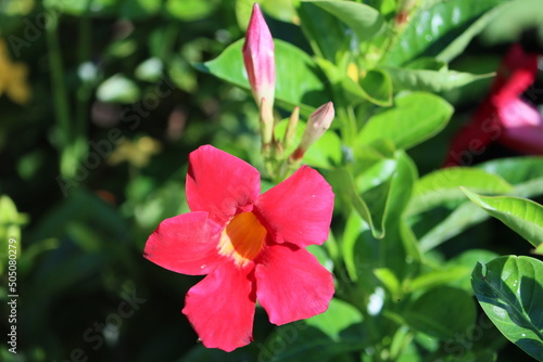 Mandevilla sanderi, the Brazilian jasmine, is a vine belonging to the genus Mandevilla. Grown as an ornamental plant, the species is endemic to the State of Rio de Janeiro in Brazil.
