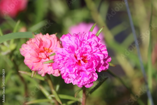 Portulaca grandiflora is a succulent flowering plant in the family Portulacaceae. It has many common names  including rose moss  eleven o clock  Mexican rose  moss rose  sun rose  rock rose.
