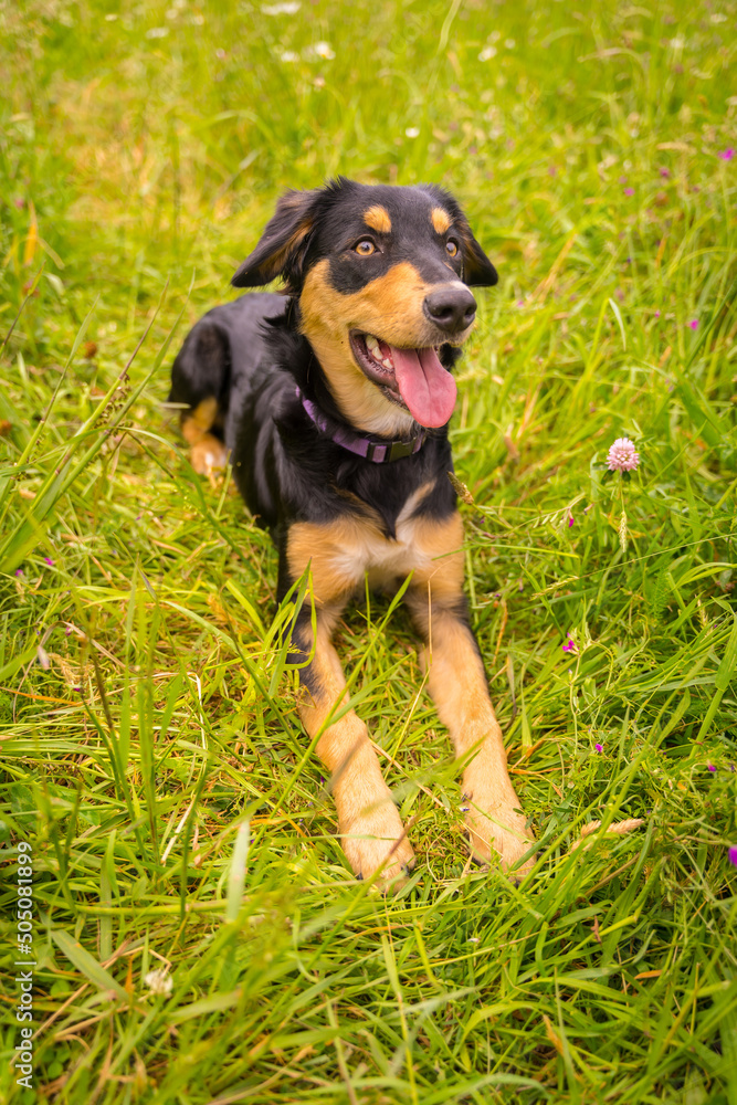 A cute dog sitting on a sunny spring day in a flower meadow with his mouth open and his tongue sticking out. Border Collie, Pitbull and Boxer Mix Puppy Dog A cute dog sitting on a sunny spring day in a flower meadow with his mouth open and his tongue sticking out. Border Collie, Pitbull and Boxer Mix Puppy Dog