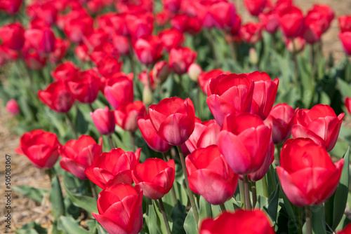 Red tulips growing in field