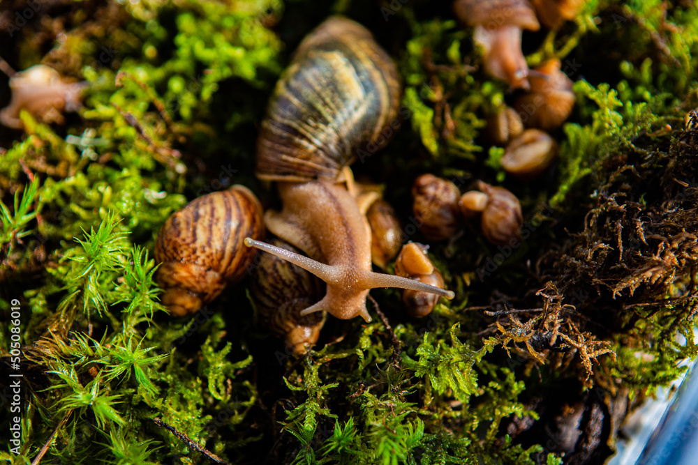 snail on leaf