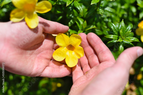 Hands holding Allamanda flower growing in Vietnam close up