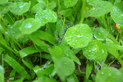 dew on a leaf