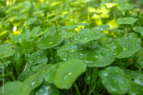 water drops on a green leaf