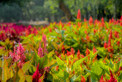 red flower in the garden