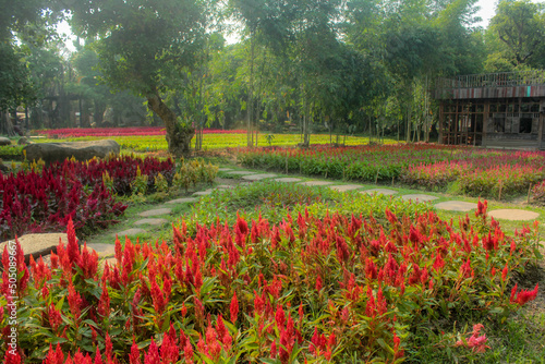 red flower in the garden