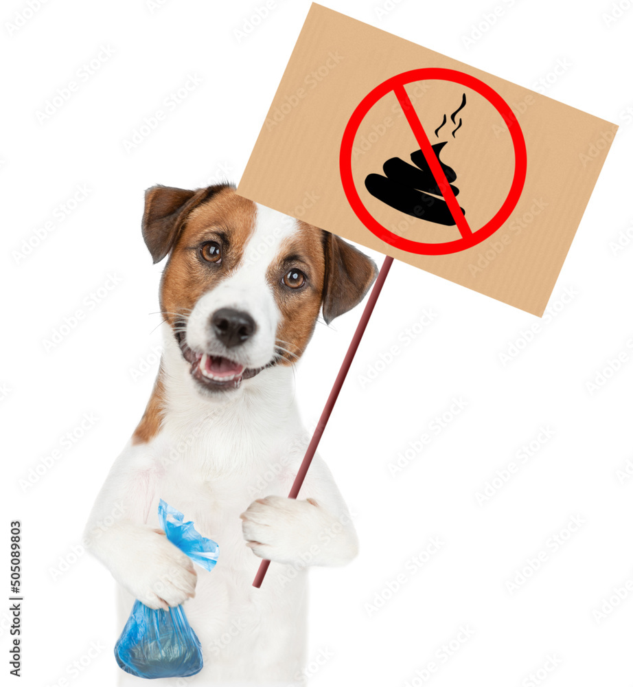 Jack russell terrier puppy holds plastic bag and sign "no dog poop".  Concept cleaning up dog droppings. isolated on white background Stock Photo  | Adobe Stock
