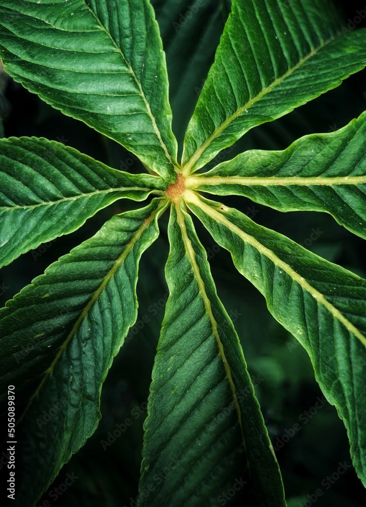 Close up of a fig tree leaf branching out from the middle Close up of a fig tree leaf branching out from the middle