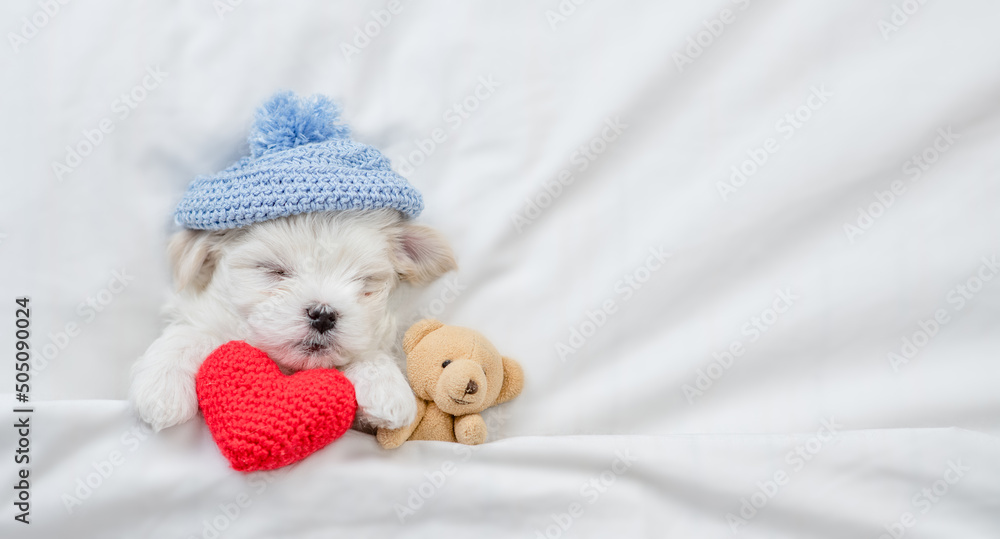 Cute white maltese puppy wearing tiny warm hat sleeps on a bed at home with red heart and toy bear. Top down view. Empty space for text