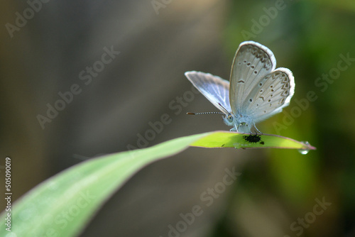 Little butterfly in morning with backlight