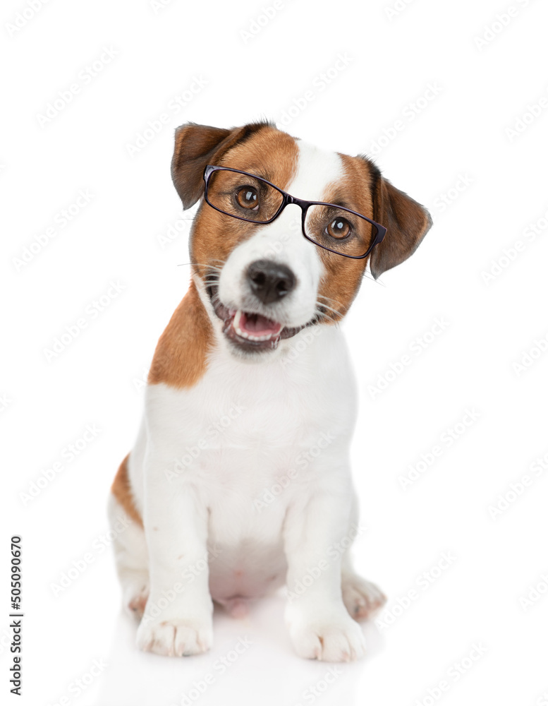 Smart Jack russell terrier puppy wearing  eyeglasses looks at camera. isolated on white background