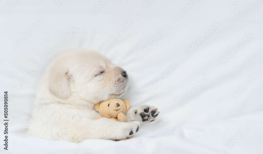 Golden retriever puppy sleeps under white blanket on a bed at home and hugs favorite toy bear before bedtime. Top down view. Empty space for text