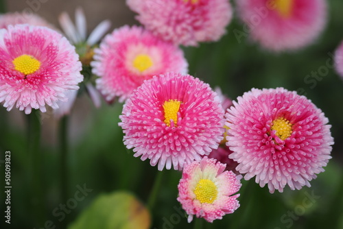 Small and cute pink daisy flowers