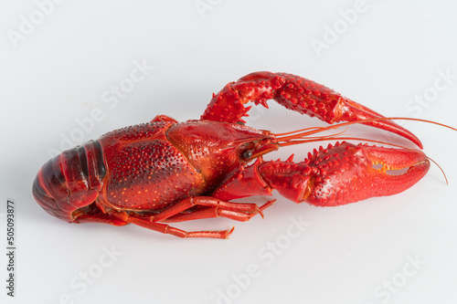 Closeup of red crayfish detail