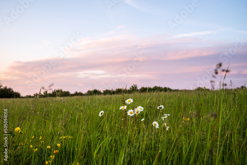 field of grass and sunset