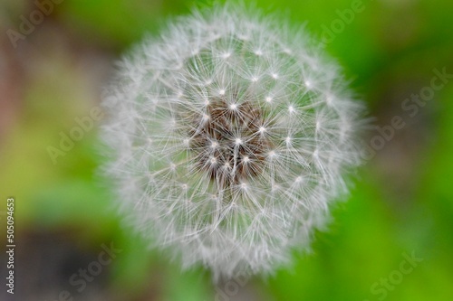 Dandelions blooming in spring Japan