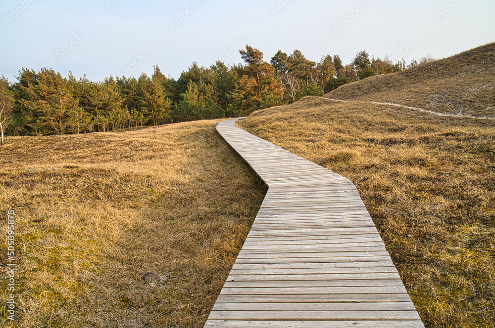 Hiking trail over a wooden walkway to the high dune on the Darß. National park