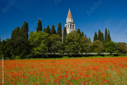 A field of red poppies with the bell tower of the church of Aquileia in the background in a sunny day
