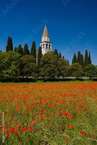A field of red poppies with the bell tower of the church of Aquileia in the background in a sunny day
