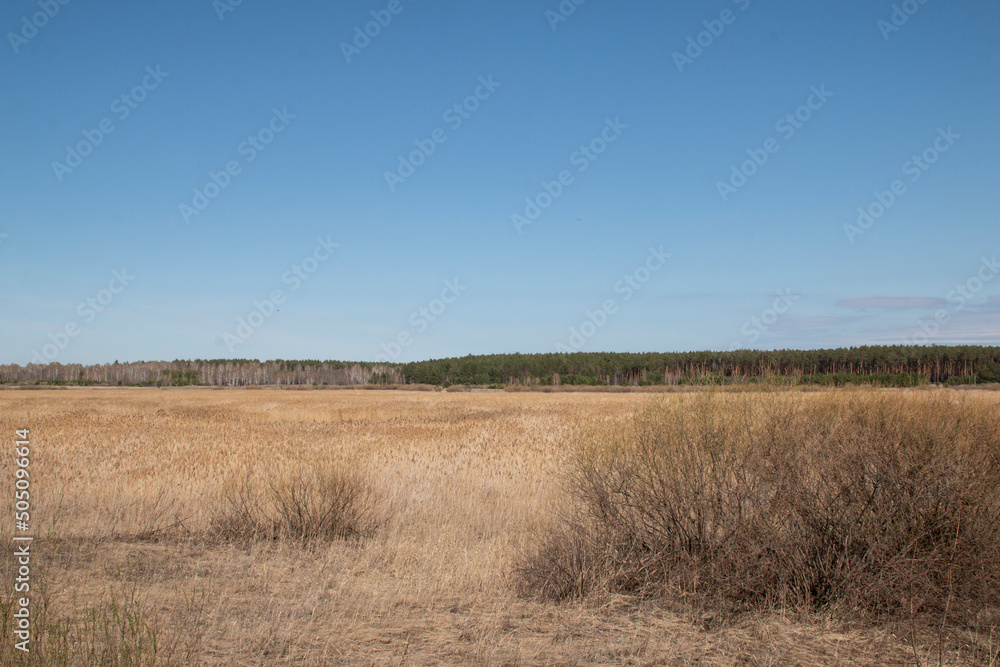 A huge brown meadow in the Kurgan region. A brown meadow and a pine forest line on the horizon.