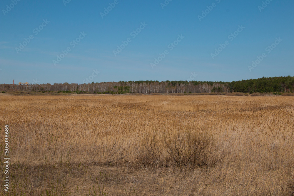Obraz premium A huge brown meadow in the Kurgan region. A brown meadow and a pine forest line on the horizon.