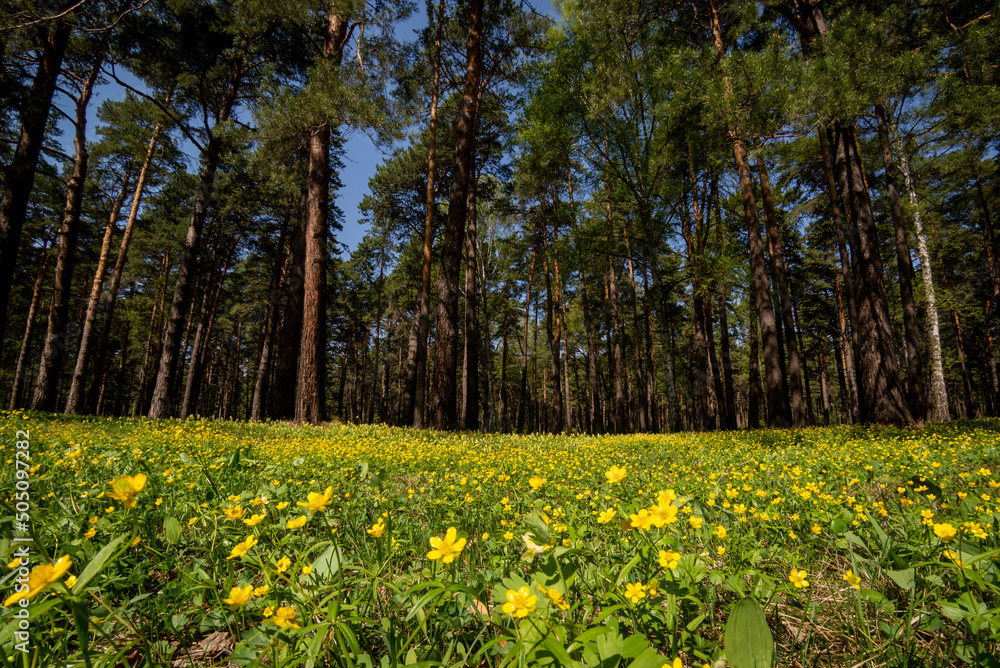 Flower meadow in among the tall pines. Flower meadow in among the tall pines.