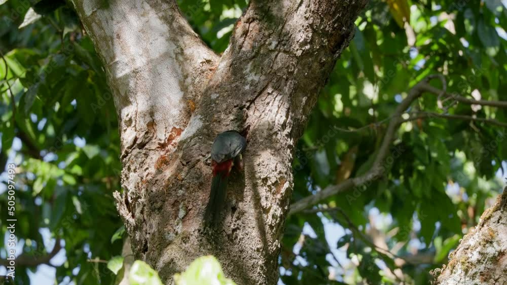 a fiery-billed aracari flies away from a nest hollow in a tree at manuel antonio national park of costa rica a fiery-billed aracari flies away from a nest hollow in a tree at manuel antonio national park of costa rica