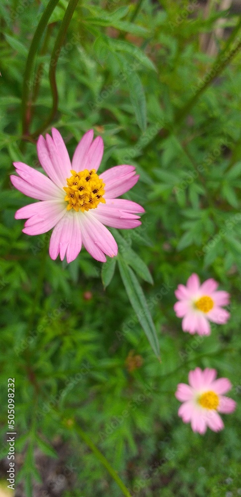 pink cosmos flower pink cosmos flower