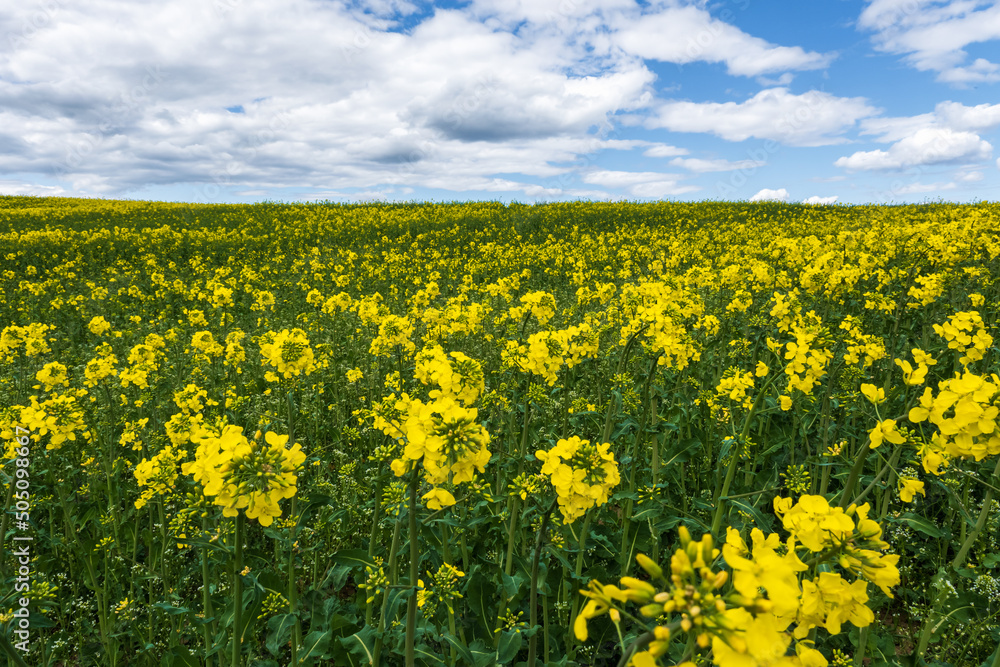 field of beautiful springtime golden flower of rapeseed, canola colza in Latin Brassica napus with sky background and beautiful clouds, rapeseed is plant for green industry field of beautiful springtime golden flower of rapeseed, canola colza in Latin Brassica napus with sky background and beautiful clouds, rapeseed is plant for green industry
