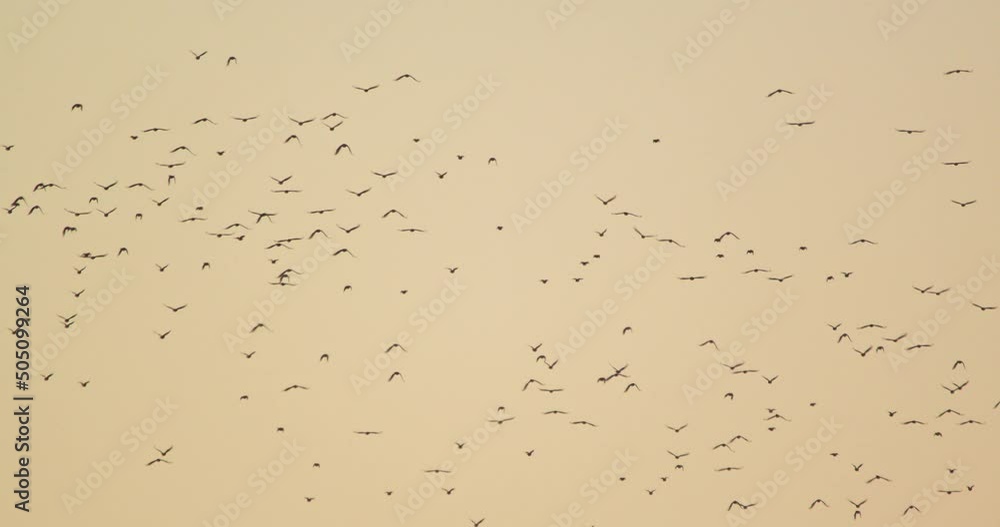 Orange Sky full of parrots flying away in slow motion an Amazing spectacle Orange Sky full of parrots flying away in slow motion an Amazing spectacle