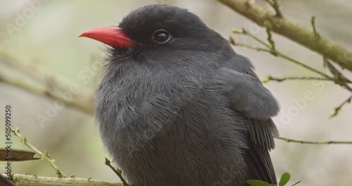 Closeup portrait of the Black-fronted nunbird perched in the tree photo